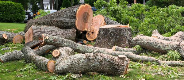 Cost of Large Tree Removal in Midlothian