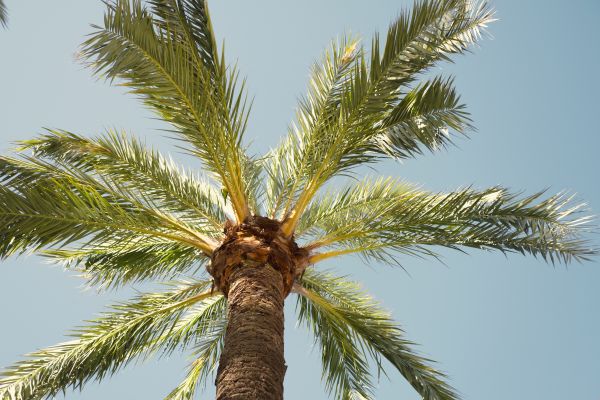 Cost of Palm Tree Removal in Midlothian