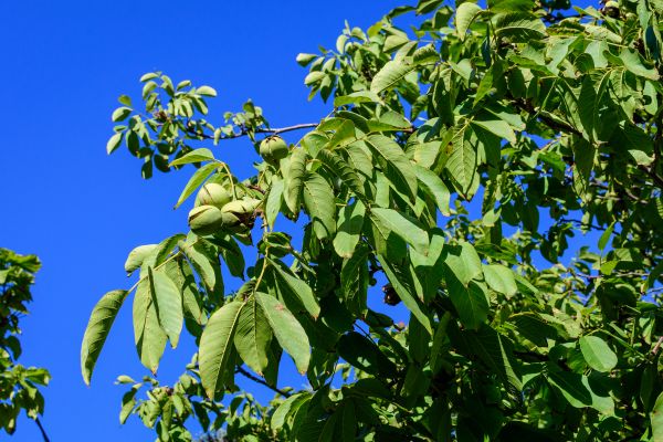 Cost of Walnut Tree Removal in Midlothian