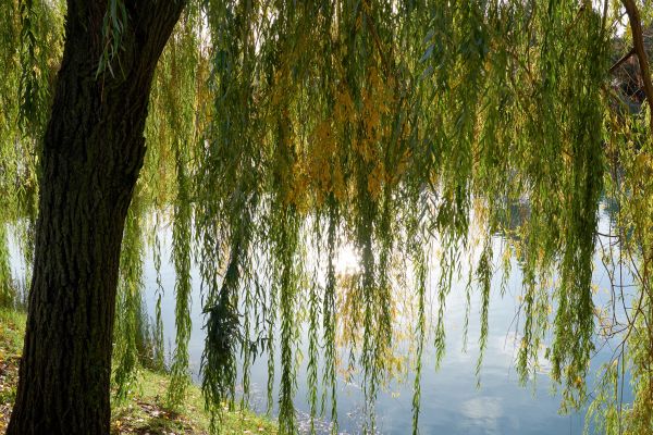 Cost of Willow Tree Removal in Midlothian