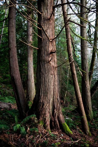 Cost of Cedar Tree Removal in Midlothian