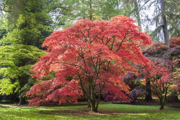Cost of Maple Tree Removal in Midlothian