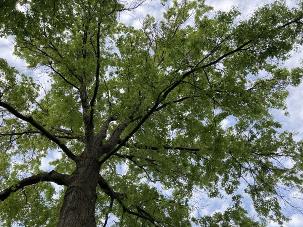 Cost of Oak Tree Removal in Midlothian