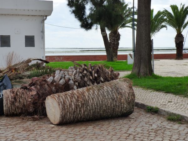 Cost of Palm Trees Removal in Midlothian