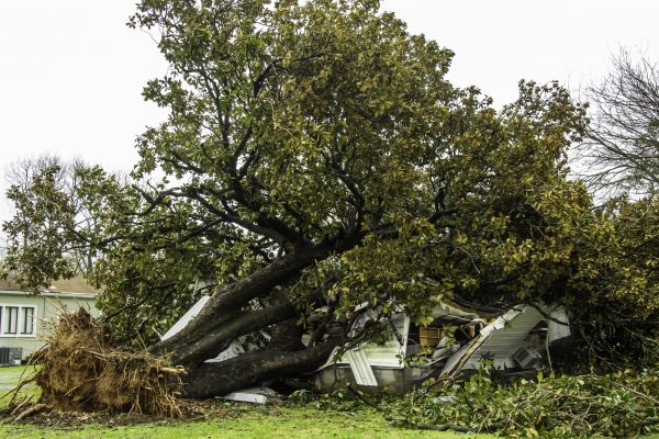 Cost of Fallen Tree Removal in Midlothian