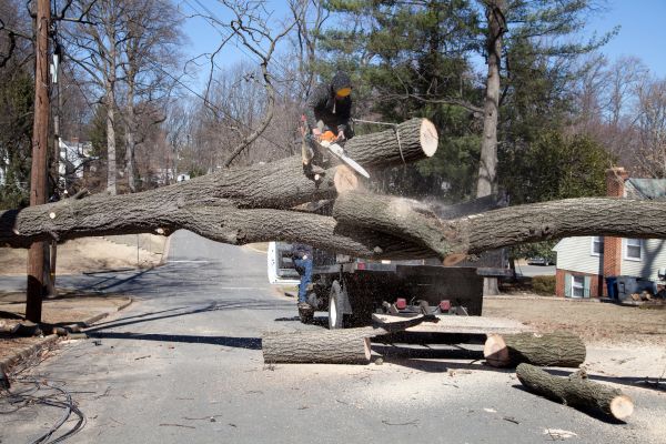 Cost of Residential Tree Removal in Midlothian
