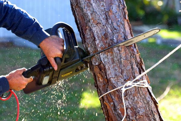 Cost of Dead Tree Removal in Midlothian