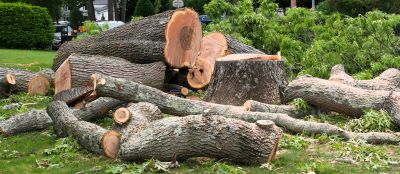Hickory Tree Removal