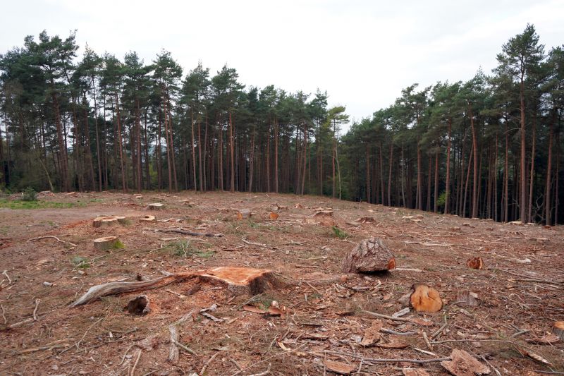 Eco-Friendly Options