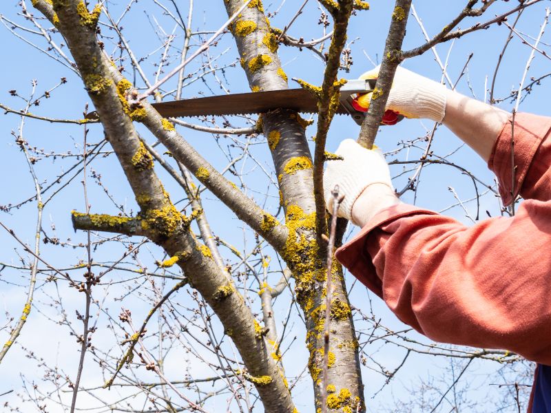 Spring Tree Removals
