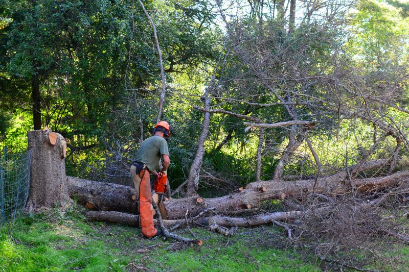 Willow Tree Removal